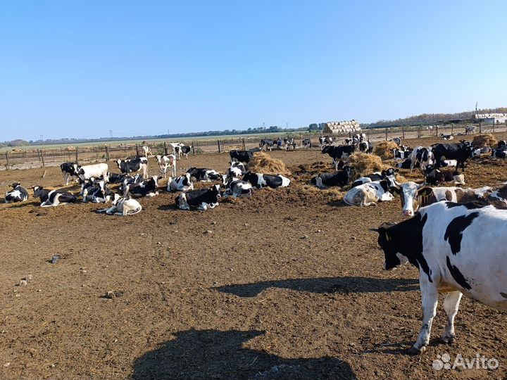 Телки старше года от 300 кг