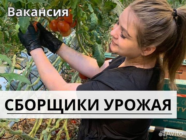 Сборщик урожая