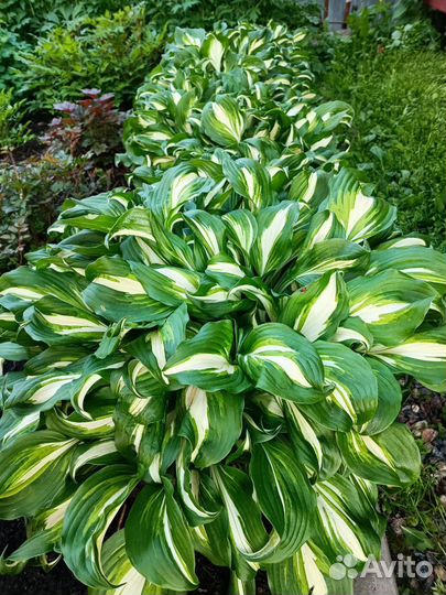 Хоста в ассортименте