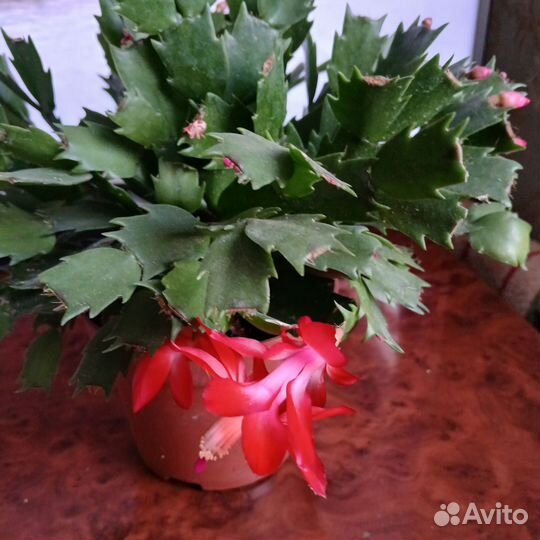 Продам красный декабрист,цена за весь горшок