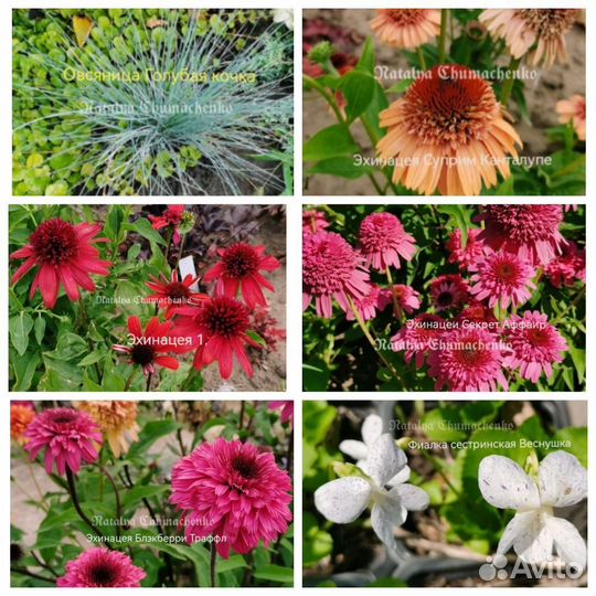 Многолетники