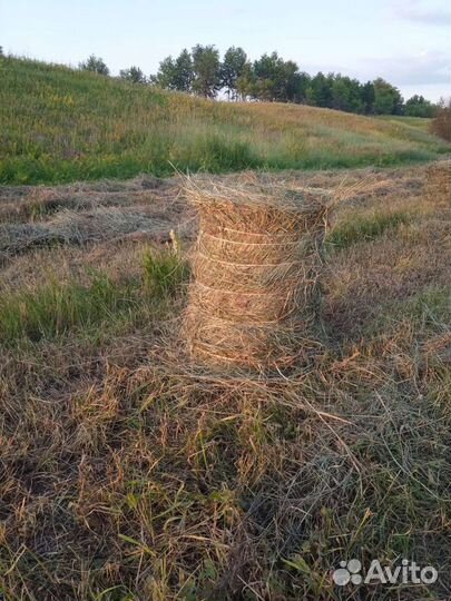 Продаётся сено в рулонах покос 2023 18-20кг