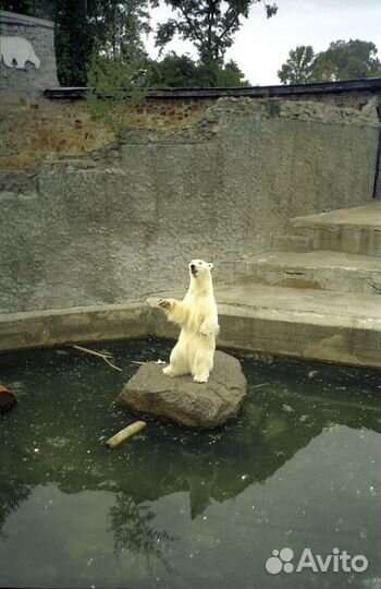 Оцифрую бесплатно старые негативы/слайды