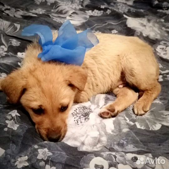 Чудо щенки в поисках дома
