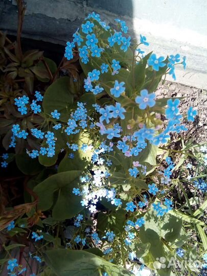 Роза домашняя комнатная Герань Традескан Колонхой