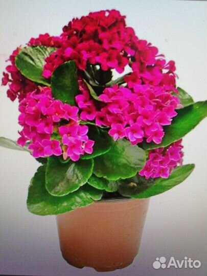 Каланхоэ, бегонии