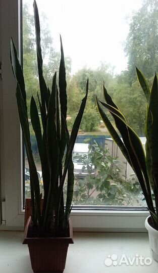 Сансивиерия трехполосная