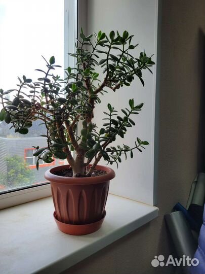 Крассула толстянка денежное дерево