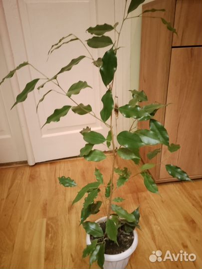 Фикус бенджамина