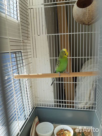 Попугай волнистый и большая клетка