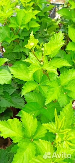 Ежевика без шипов