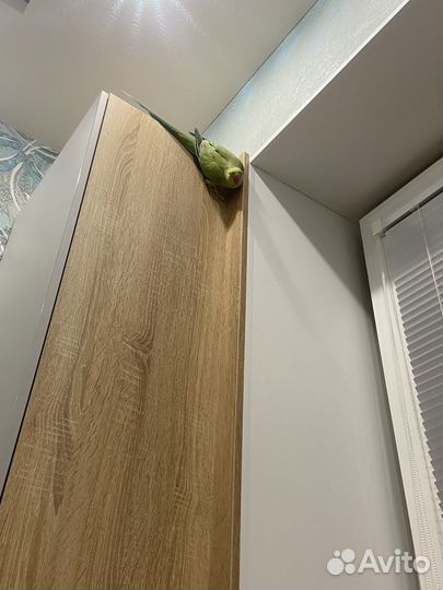 Ожереловый попугай