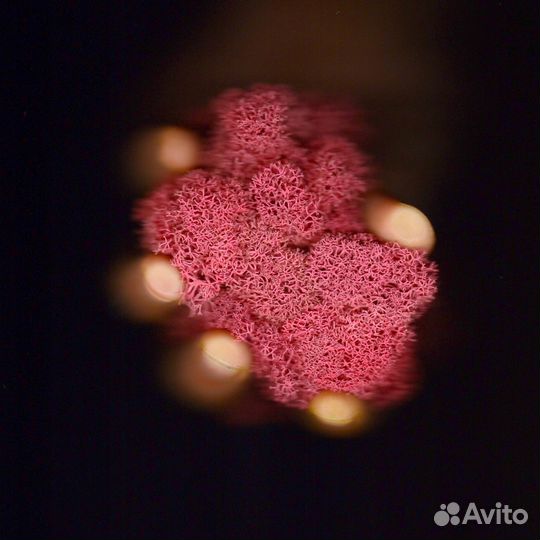 Стабилизированный Мох, Розовый