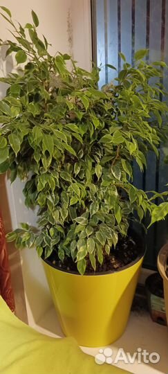 Фикус бенджамина