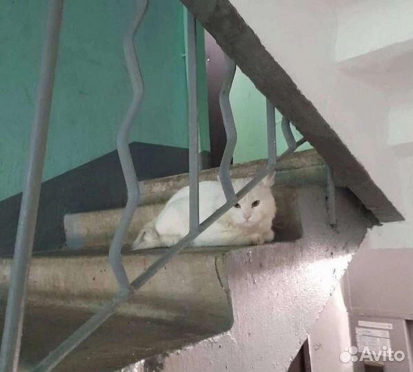 Ласковый ангора выброшен в подъезд, вызван отлов