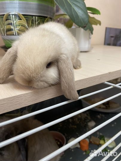 Декоративные кролики вислоухие барашки
