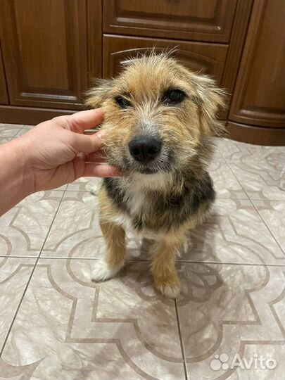 Коротколапик Джессика