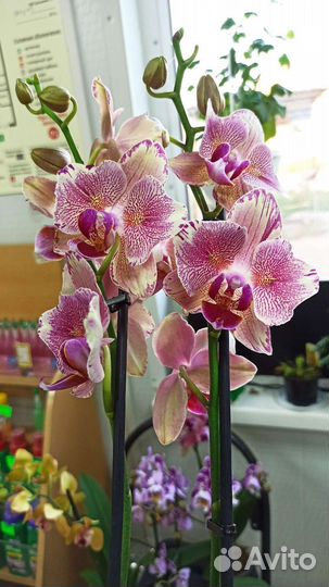 Орхидея фаленопсис бабочка