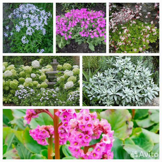 Цветы многолетники