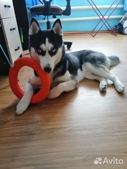 Сибирский хаски