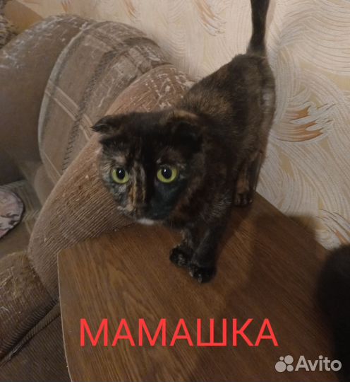 Котики шотланские