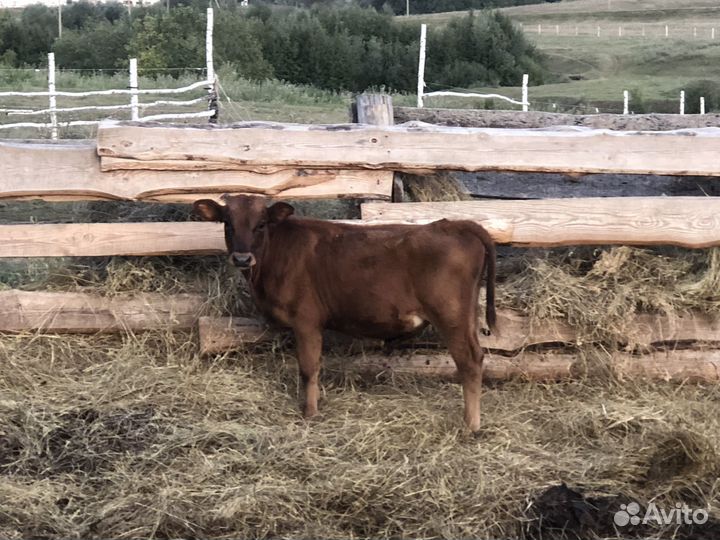 Коровы и телки стельные, бычки