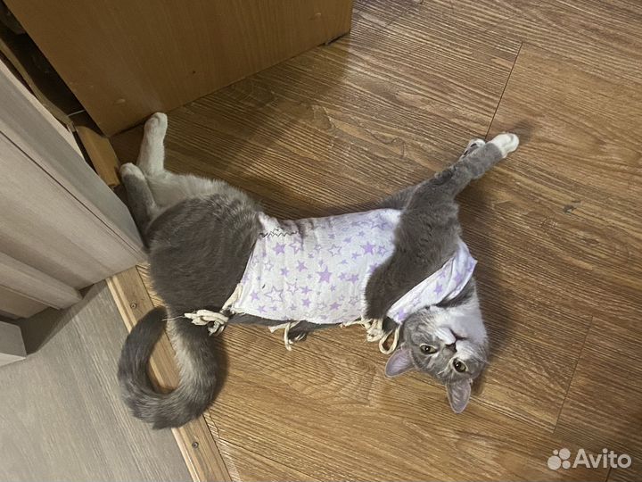 Кошки бесплатно