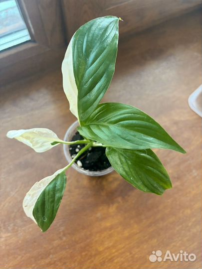 Спатифиллум Picasso