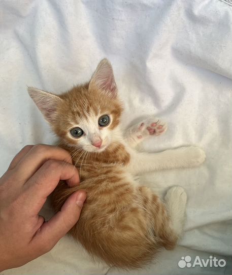 Котенок девочка в добрые руки