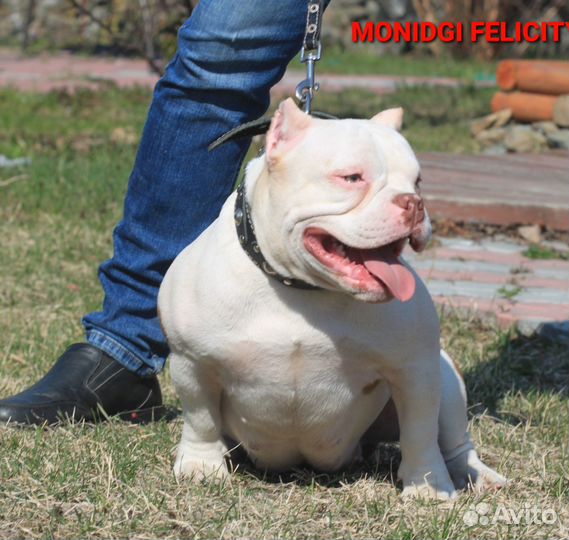 Шикарная девочка булли в типе низкий покет(30см)