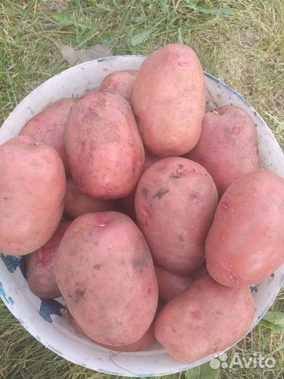 Продам картофель