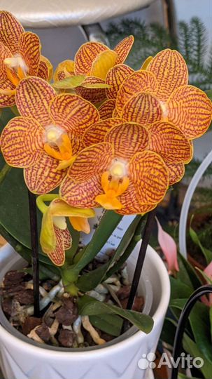 Орхидея фаленопсис LittleZorro