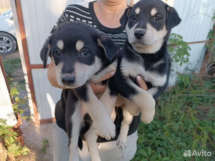 Щенки будут крупные