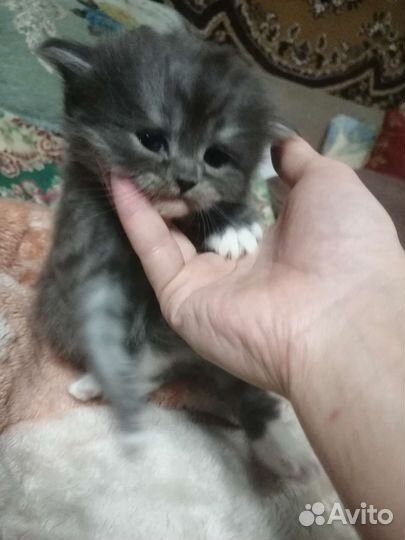 В добрые руки