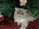 Персидский кот.Вязка