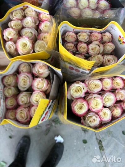 Роза Эквадор опт