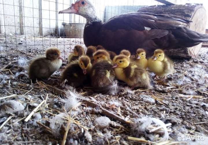 Цесарки, Индоутки, мускусные утки. Продаем живым в