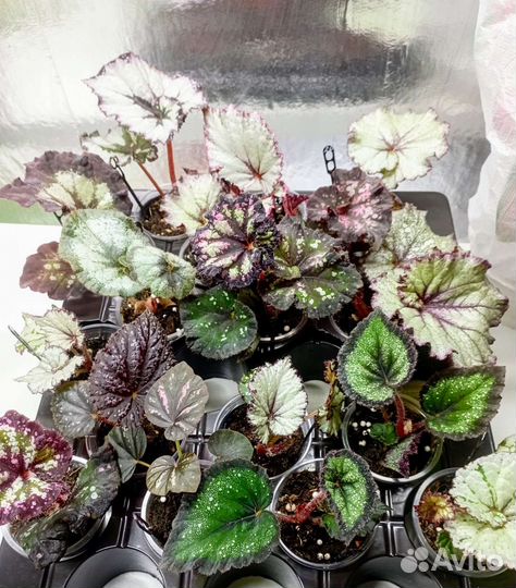 Бегонии (детки), стрептокарпус