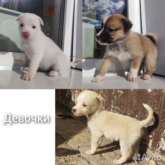 Собаки щенки