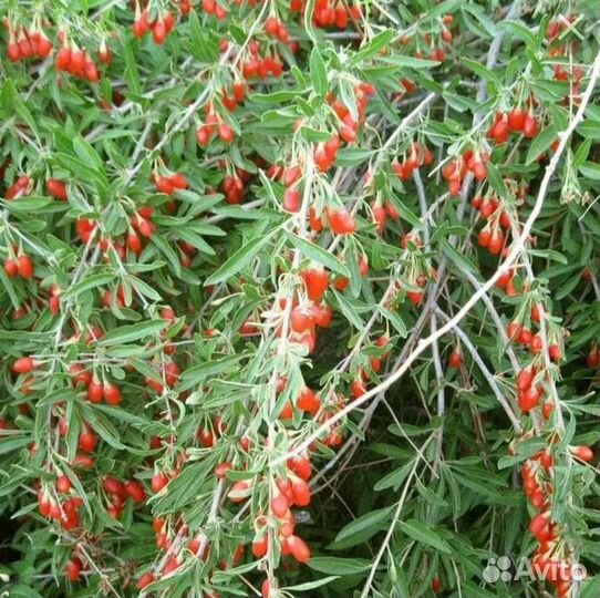 Саженцы годжи