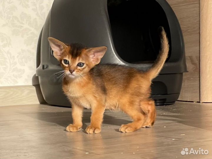 Абиссинские котята