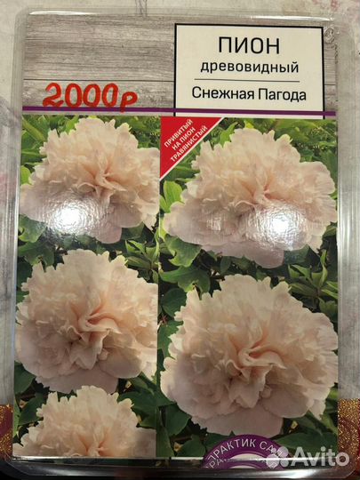 Пионы древовидные