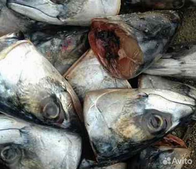 Головы скумбрии