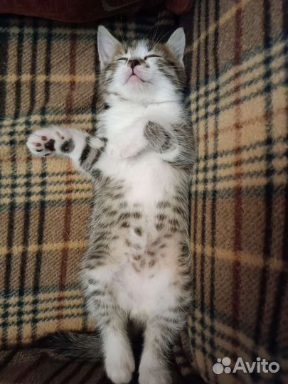 Котята в добрые руки бесплатно