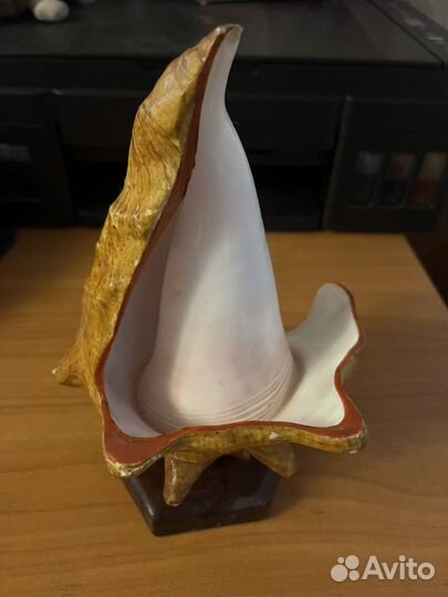 Пепельница из океанической раковины