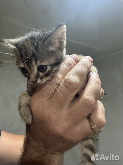 Котята в добрые руки бесплатно