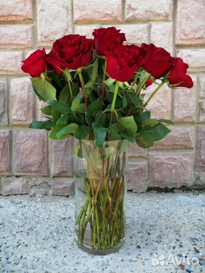 Роза сорта Explorer 50см