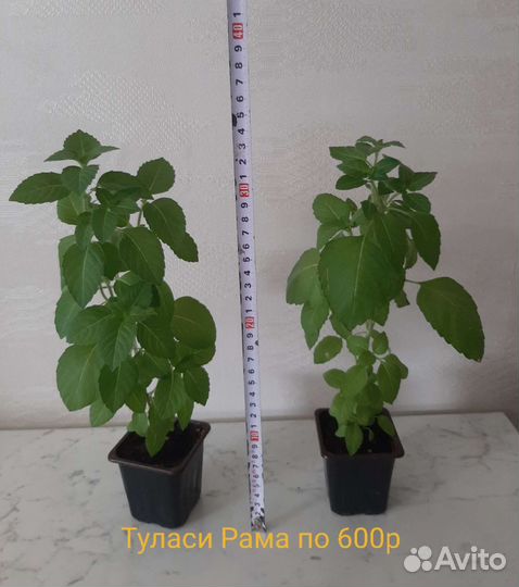 Туласи Кришна, Рама, Шри Деви, Индия Комнатные