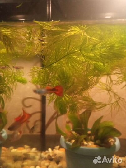Аквариумные рыбки