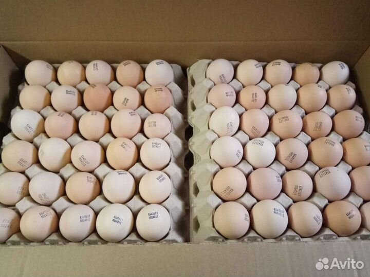 Инкубационное яйцо бройлера